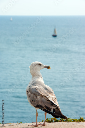 Gull watching a yacht at sea