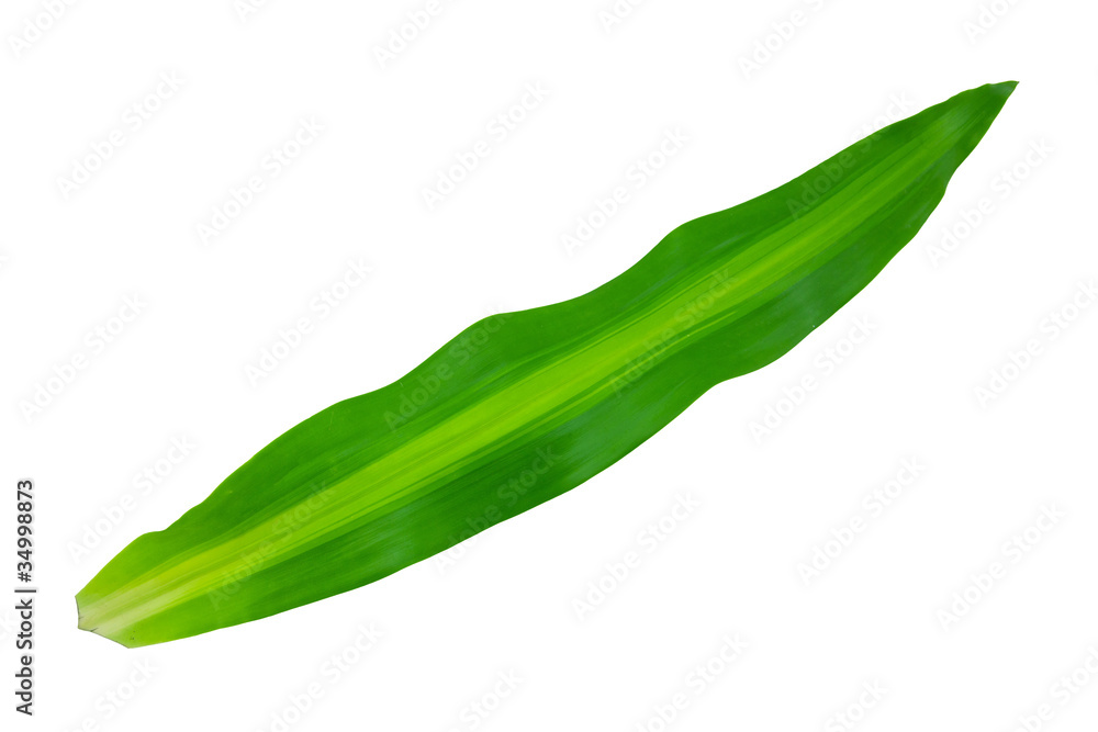 green long leaf isolated on white background green long leaf isolated on white background
