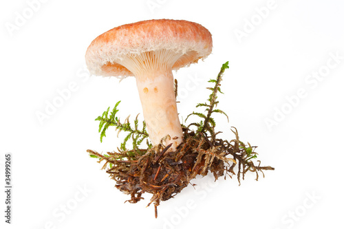 Woolly milkcap mushroom, (lactarius torminosus)