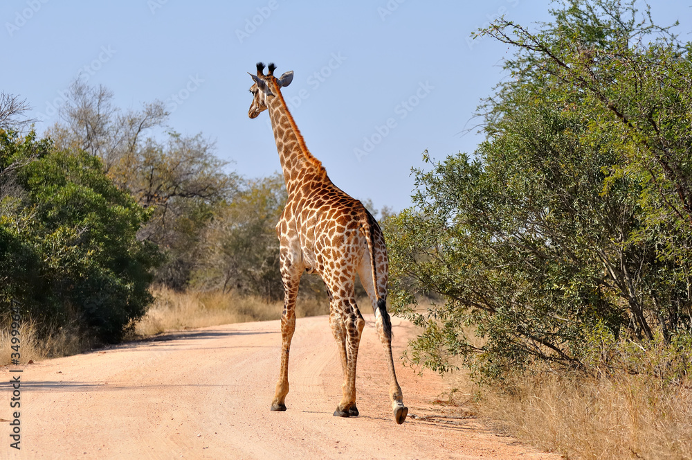 Obraz premium girafe qui traverse la route