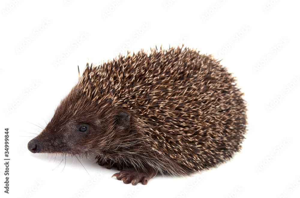 Hedgehog Hedgehog