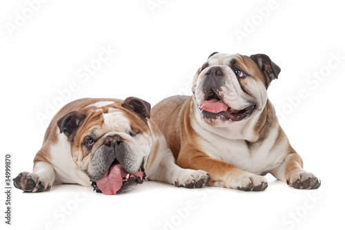 two English bulldogs © Erik Lam