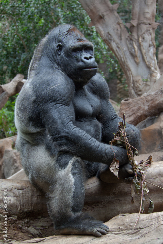 Самка гориллы сидит на бревне