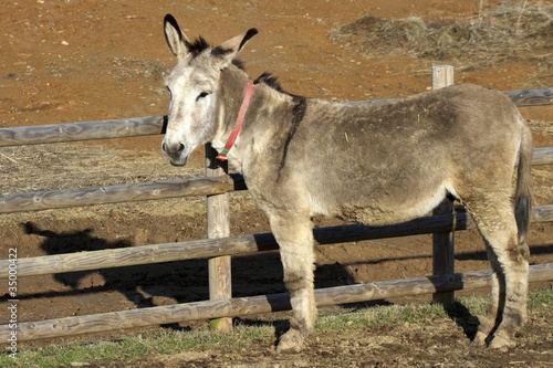 Portrait of a donkey adult