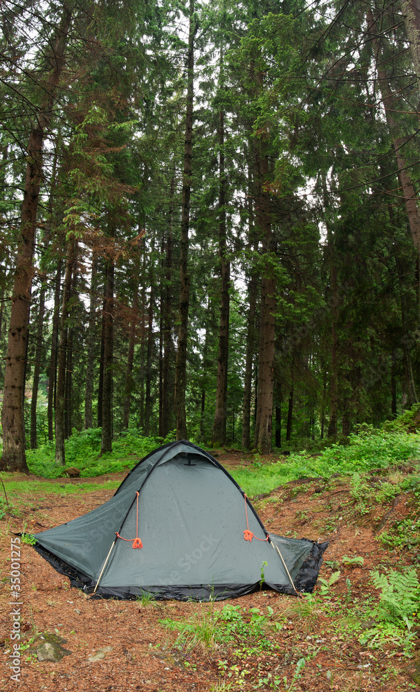 Tent nestled in early morning wilderness campsite.  XXL size.