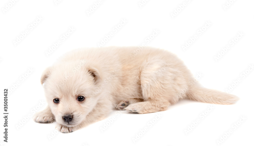 beige puppy