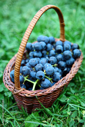 Full wicker basket of black grapes on green grass
