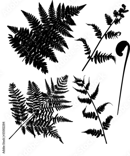 set of fern silhouettes isolated on white