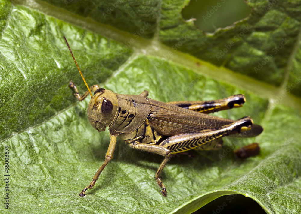 Grasshopper Grasshopper