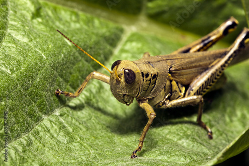 Grasshopper © John Anderson