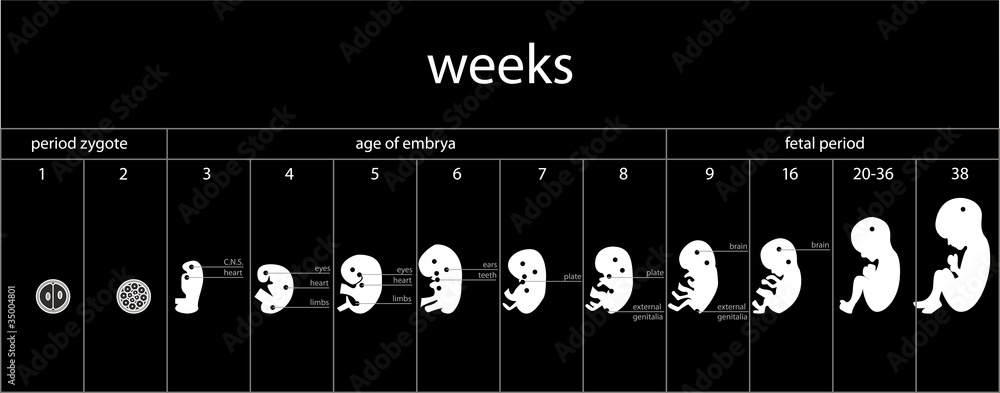 Fotografía fetus stages