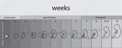 fetus stages