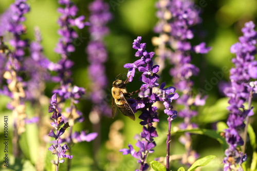 Carpenter Bee Xylocopinae