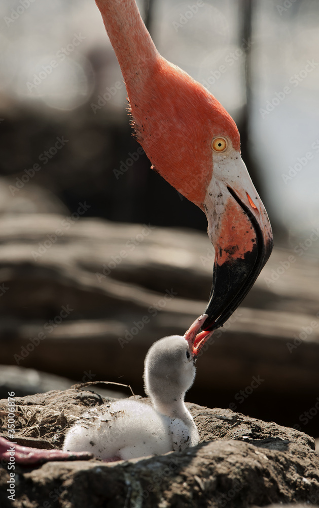 Obraz premium Baby bird of the Caribbean flamingo.
