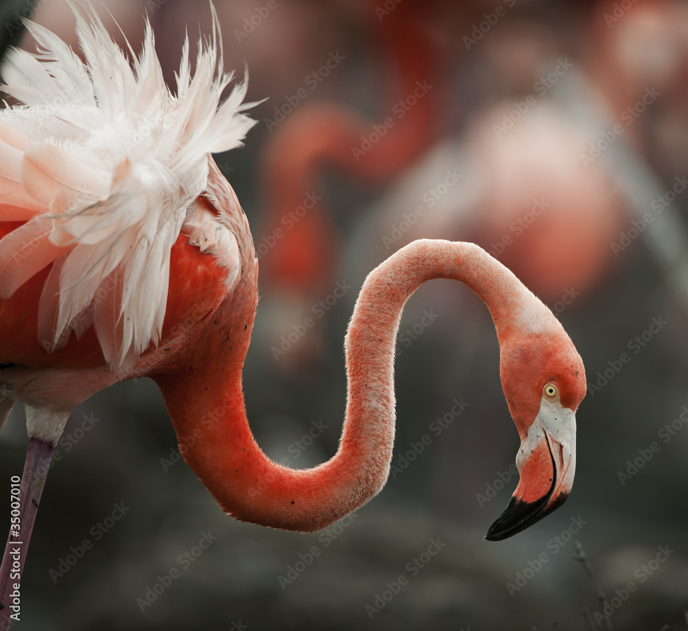 Naklejka premium Portrait of the American Flamingo.