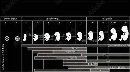 Fetus stages