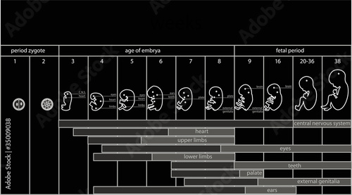 fetus stages
