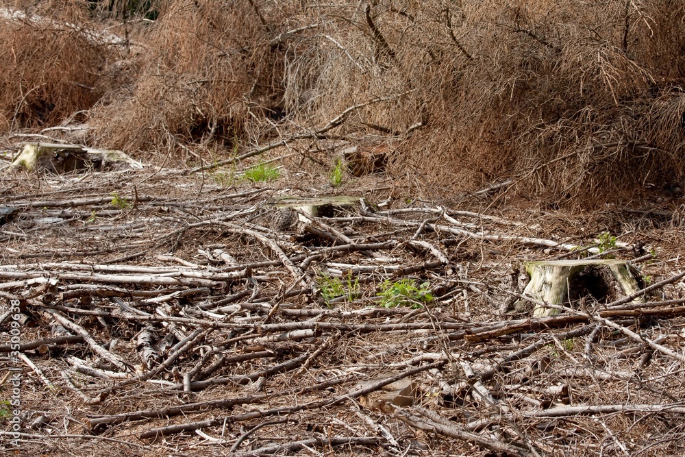 Area that has been cleared for trees. Deforestation Area that has been cleared for trees. Deforestation