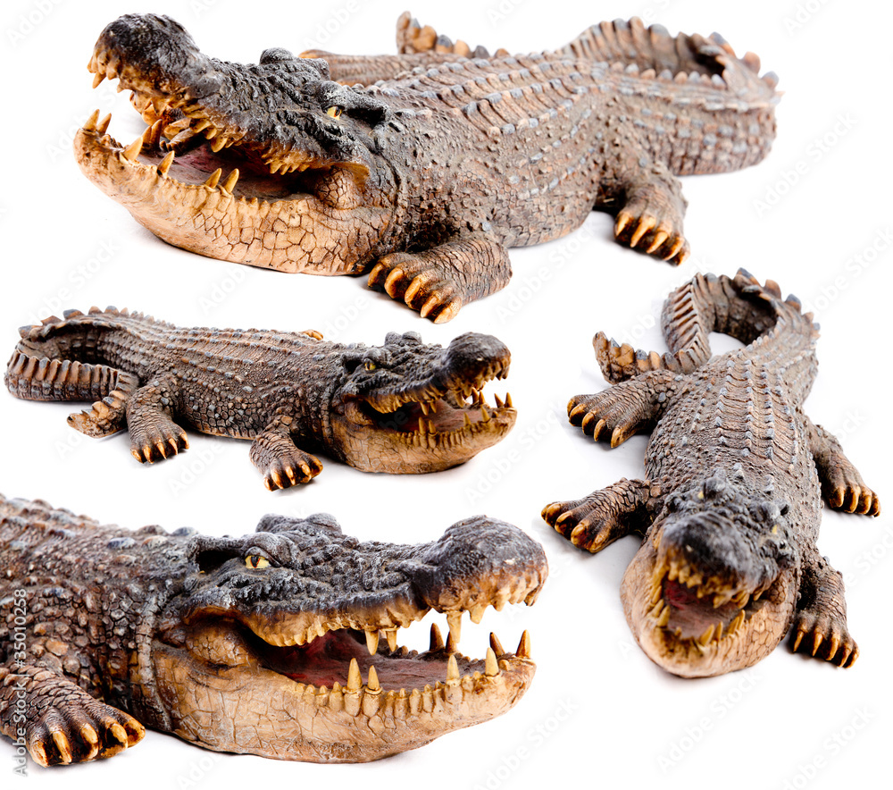 Obraz premium The heartless crocodil isolated .Set