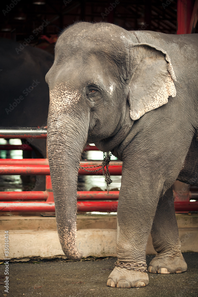 Fototapeta premium Portrait of an elephant