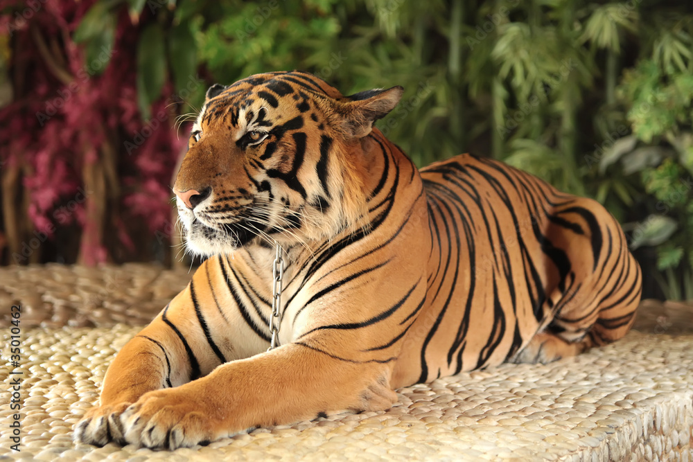 Obraz premium Tiger in a zoo