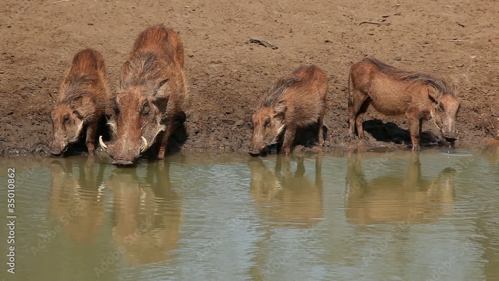 Warthogs drinking water, Mkuze, South Africa Warthogs drinking water, Mkuze, South Africa
