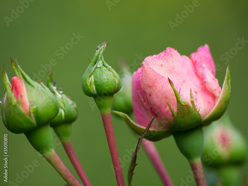 Kleine Rosen photo