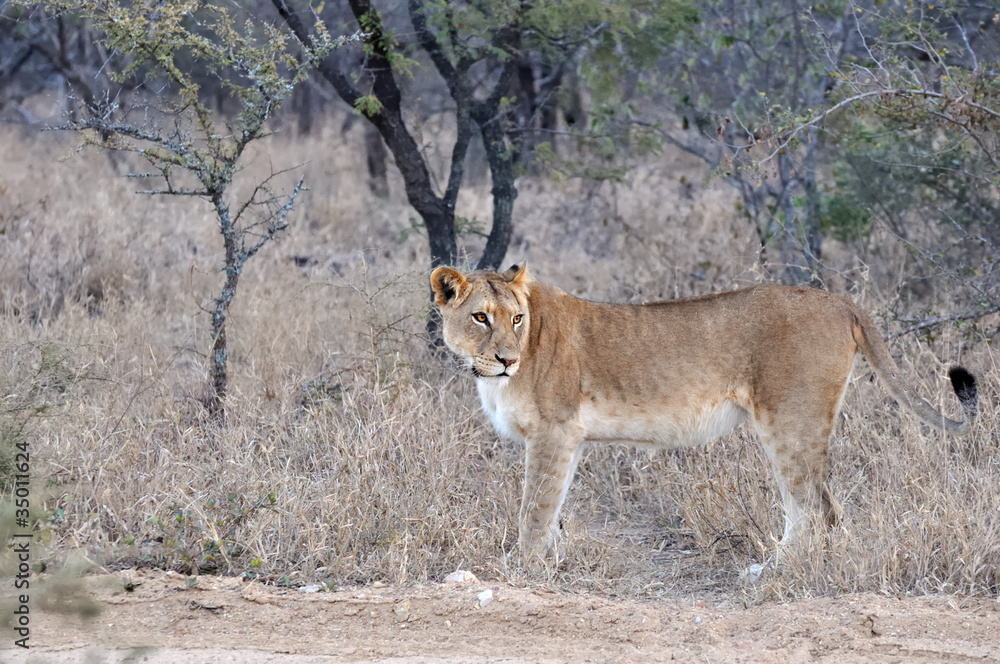 lionne, kruger park lionne, kruger park