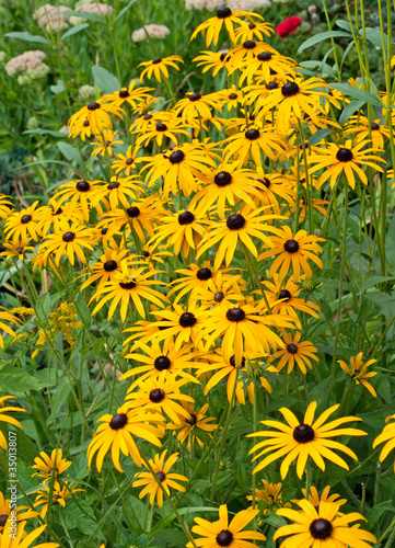 Rudbeckia fulgida