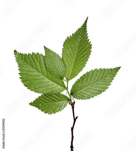 Isolated Green leaves on white