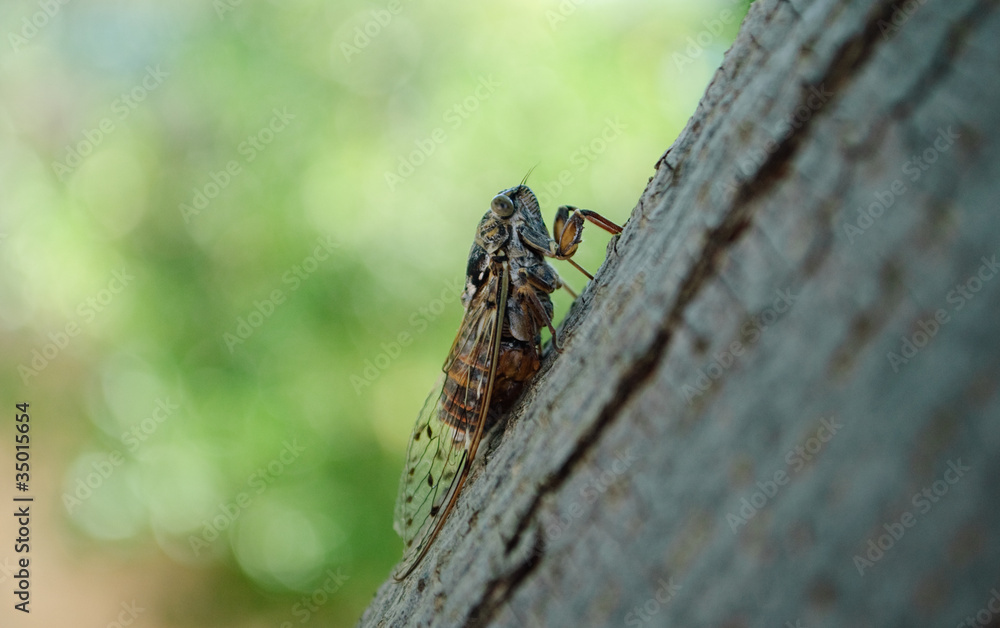Singzikade von der rechten Seite - Cicada from right side Singzikade von der rechten Seite - Cicada from right side