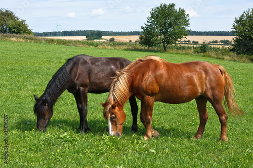 Grazing horses © Lubos Chlubny