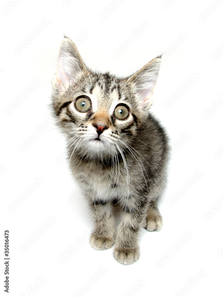 Cute tabby kitten looking up