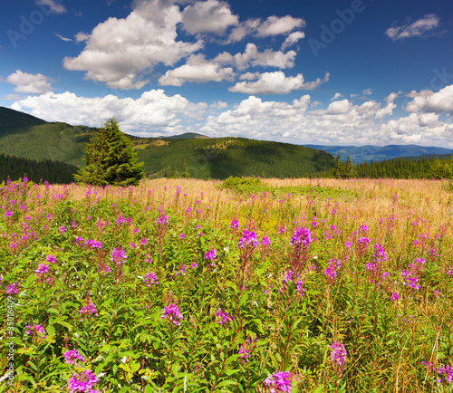 a field of angustifolium flowers in the mountains in summer