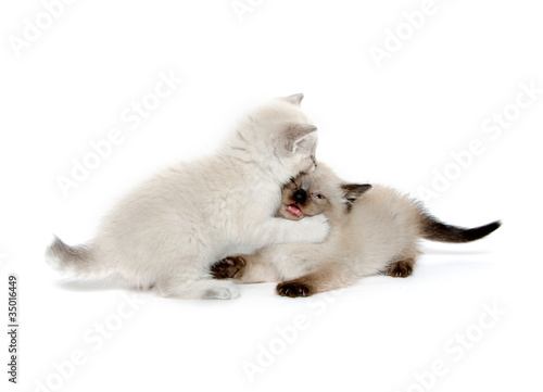 Two cute kittens playing