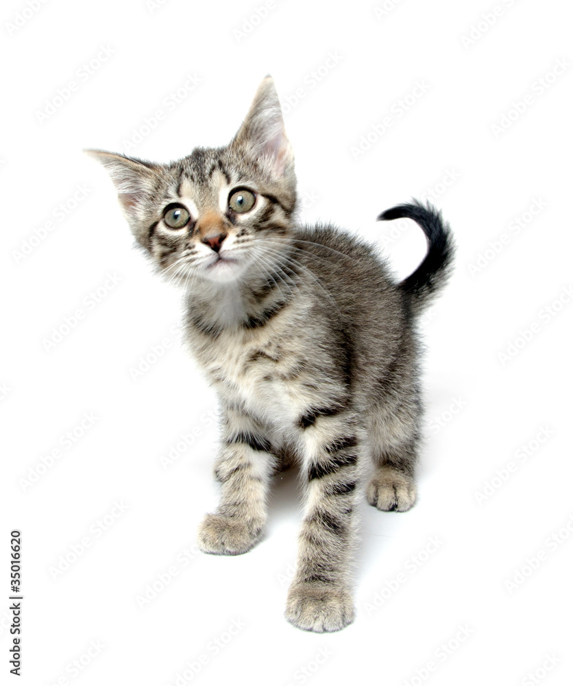 Cute tabby kitten playing on white Cute tabby kitten playing on white