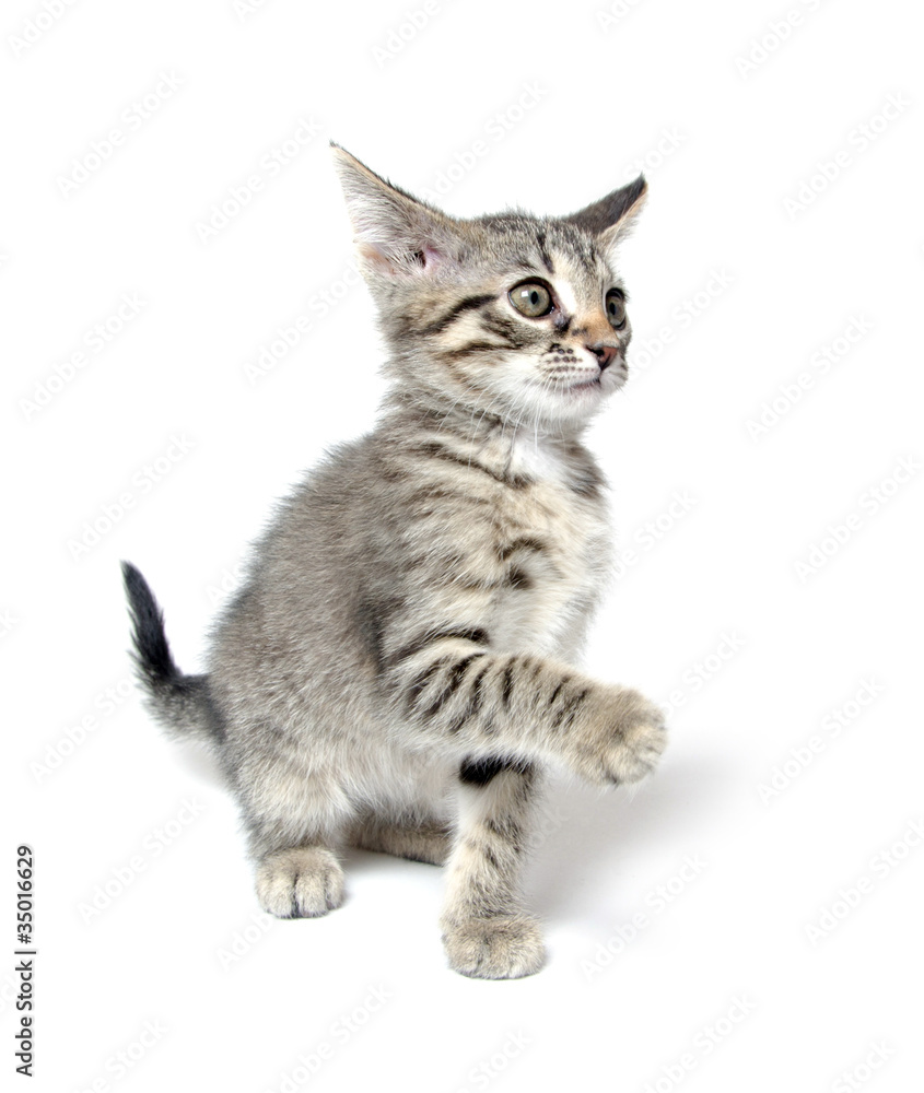 Cute tabby kitten playing on white