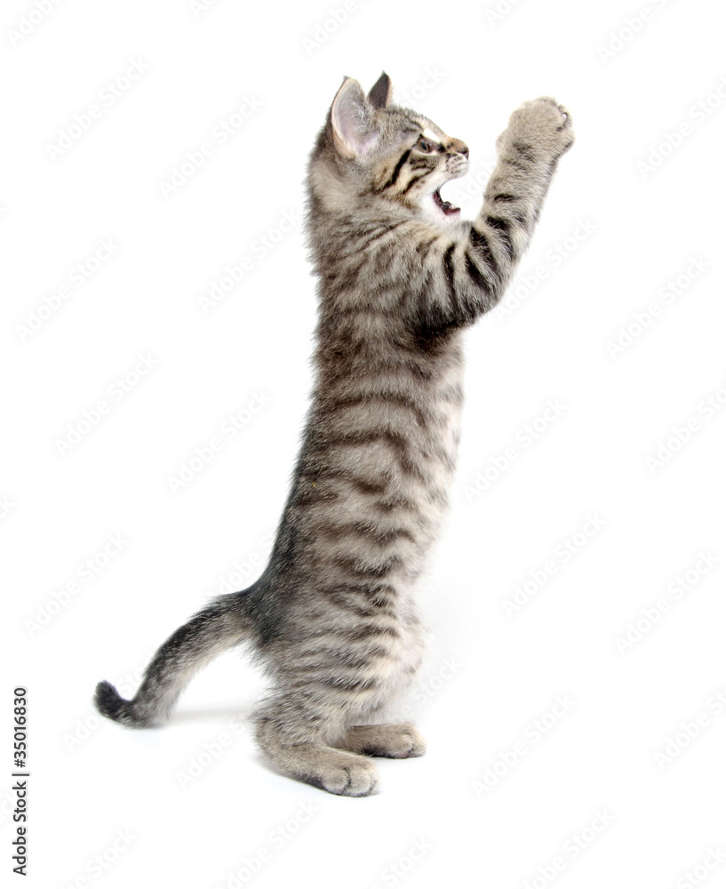 Fototapeta premium Cute kitten playing on white background