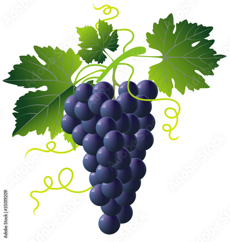 bunch of blue grapes