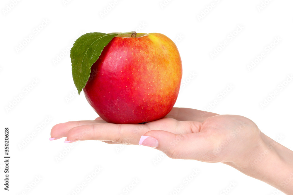 Woman hand holdig ripe organic apple isolated on white Woman hand holdig ripe organic apple isolated on white
