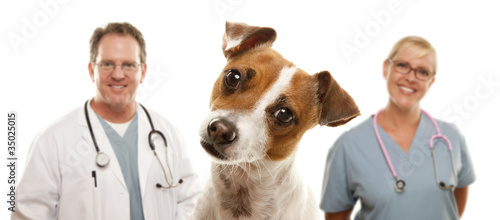 Jack Russell Terrier and Ve...