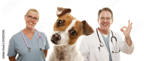 Jack Russell Terrier and Ve...