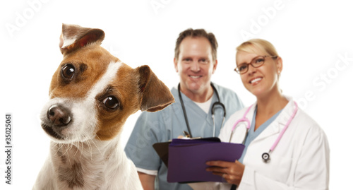 Jack Russell Terrier and Ve...