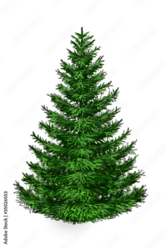 Fototapeta premium fur-tree