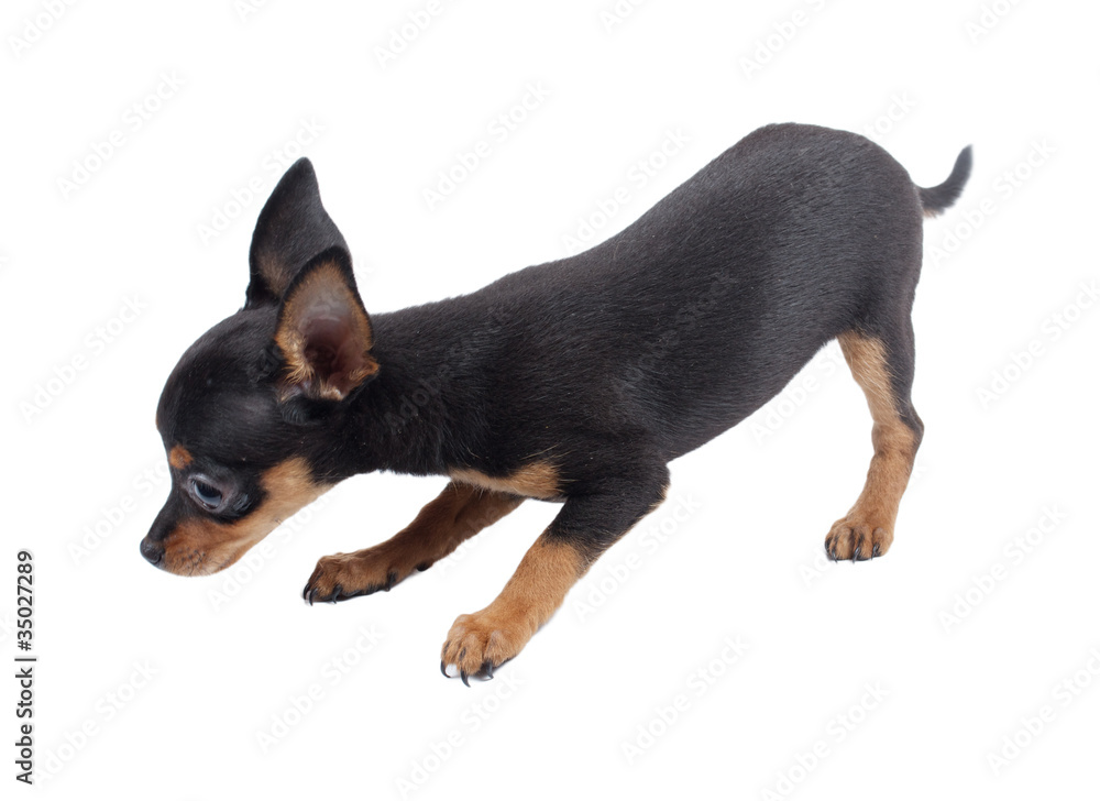 Russian toy terrier on a white background Russian toy terrier on a white background