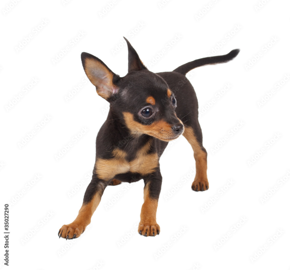 Russian toy terrier on a white background Russian toy terrier on a white background