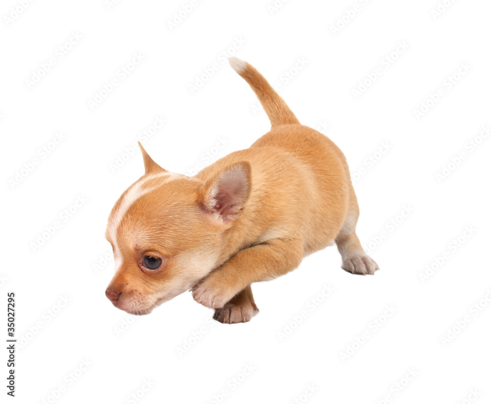 portrait of a cute purebred puppy chihuahua in front of white ba