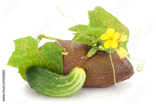 Four times of a cucumber photo