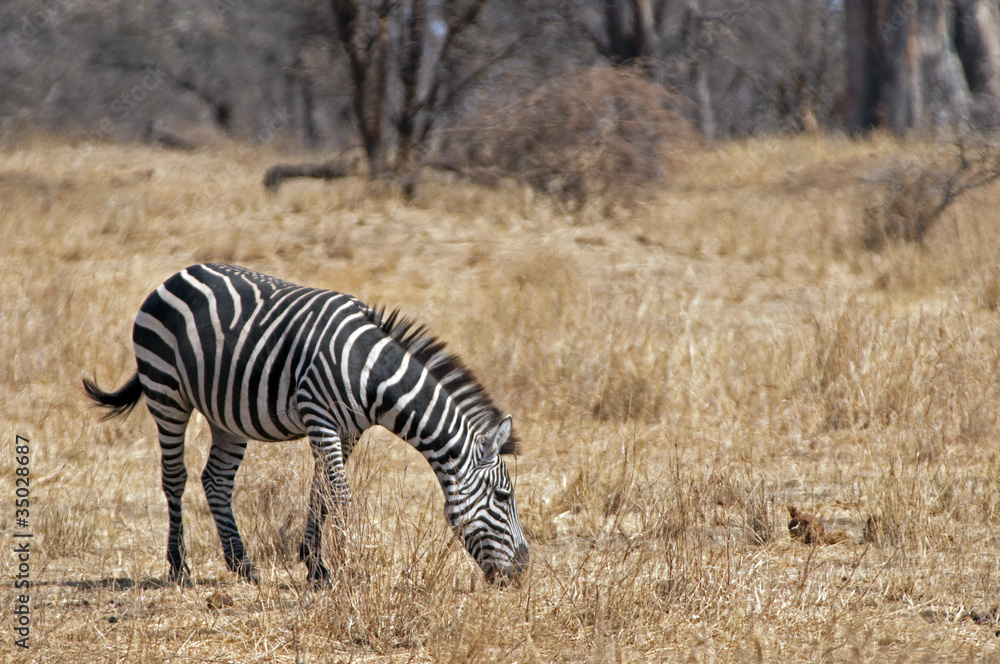 Fototapeta premium eating zebra