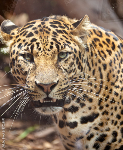 Портрет леопарда © Irina